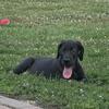 Akc great dane male pup