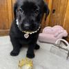 Labrador Retrievers Ready to Go Home  