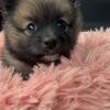 Pomeranian Female Puppy