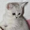 Purebred British shorthair kittens *REDUCED*