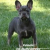 For Sale- Female French Bulldog Puppy