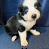 Black and white Australian shepherd puppies