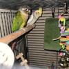 BIRDS FOR SALE