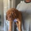 Dogue de Bordeaux Puppies