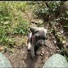 Cane Corso Puppies