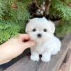 Striking And Healthy Male Maltese For Sell