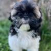 AKC Shih Tzu Puppies  SOLD 