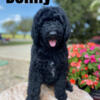 AKC Merle Standard Poodle Puppies!