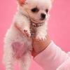 APPLEHEAD CHIHUAHUA GIRL 💗