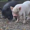 Juliana cross piglets