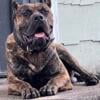 2yr old Presa Canario Family Guardian/Companion