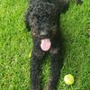 Bernedoodle Rufus the Loverboy Stud
