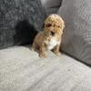 Toy poodle male