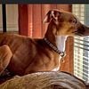 Italian greyhound, male AKC registered