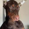 AKC EURO BLOODLINE DOBERMAN PUPPIES