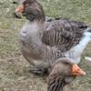 Dewlop show type toulouse, African or Sebastopol geese flock