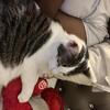 Rehome Cat