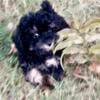 Tiny toy poodle/ mix male