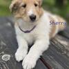 7 Beautiful Rough Collie Pups 3M and 4F