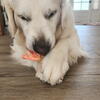Golden Retrievers-Colors from white to cream
