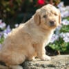 Stunning Mini Goldendoodle Puppies