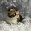 EXOTIC SHORTHAIR FEMALE