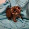 CFA Chocolate Male Persian Kitten