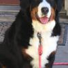 Adult female Bernese Mountain Dog