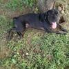 Full blooded cane corao puppies