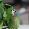 Handfed Blue Crown Conures