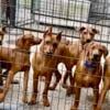 German Pinscher  puppies for sale to approved home 