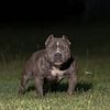 Lil laflare micro American bully for stud