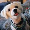 Maltese