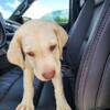 Akc Labrador retriever puppies