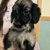 F1 Goldendoodle