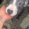 Puppy for sale near me