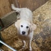 Beautiful 4 month old Great Pyrenees puppies, phone number updated