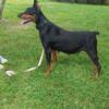 2 year old AKC Doberman female