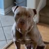 American XL Bully for sale