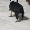 AKC Boston Terrier