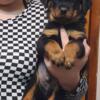 AKC ROTTWEILER ready NOW