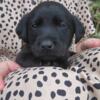 AKC Labrador Retriever puppies