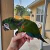 Severe macaw babies avaliable