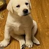 Labrador puppies