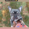 Lilac and Tan Frenchie - Open for stud