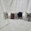 Netherland Dwarf Bunnies