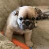 Male AKC purebred fluffy frenchie