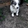 Border collie / border collie blue Merle