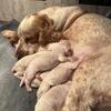 English Cockapoo Puppies Available Soon – Rare English Cocker Spaniel × Poodle