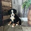 Attention Bernese mountain puppies